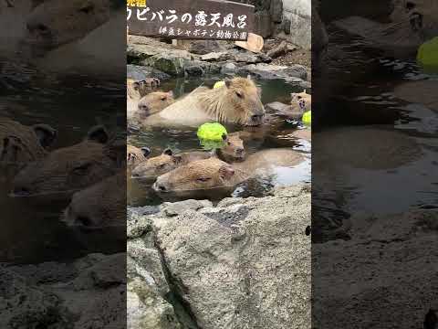 【何匹いるかな？】カピバラ露天風呂(伊豆シャボテン動物公園) #capybara #Shorts