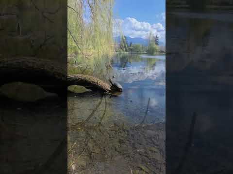 Explore Sardis Park, Chilliwack, BC - Many turtles on logs, Canadian Geese Oh My!!!