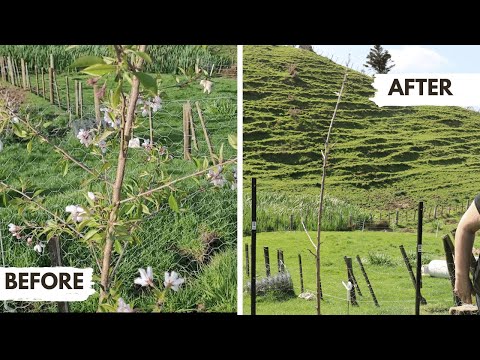 Miss Piggy's Tree is Flowering - WELL  IT WAS! Plus a wee bit of Gardening