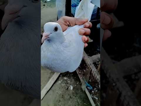 পায়ে লোম কালাঙ্গা Madras kabutar✔🕊️✅🕊️ #pigeon#shorts #shortvideo #youtube#trending #trendingshorts