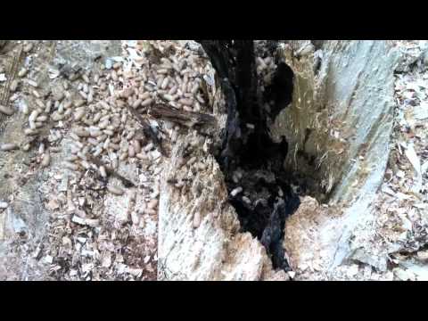 Carpenter Ants Nesting in a Tree Trunk