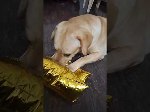 sowjijudiee #trendingshorts #doglover #labdog #funnyvideo