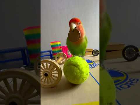 Bird Training : Smart lovebird Parrot | Smart Little Cute Parrot #training #smartparrot #cute