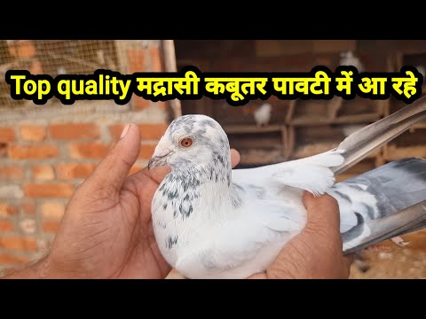 Top Quality Madrasi kabutar Paoti me Aa rahe ,9888150785