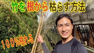 【知らないとヤバイ】竹を枯らす方法を教えます！