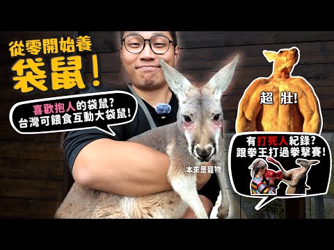 【從零開始養】大袋鼠!喜歡抱人的袋鼠!台灣可以餵食互動的袋鼠!超壯!有打死人紀錄?跟拳王打過拳擊賽!最大兩種袋鼠:紅大袋鼠!東部灰大袋鼠!【許伯簡芝】