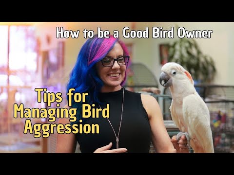 🦜 9 Tips for Managing Bird Aggression 🐥 How to be a good bird owner