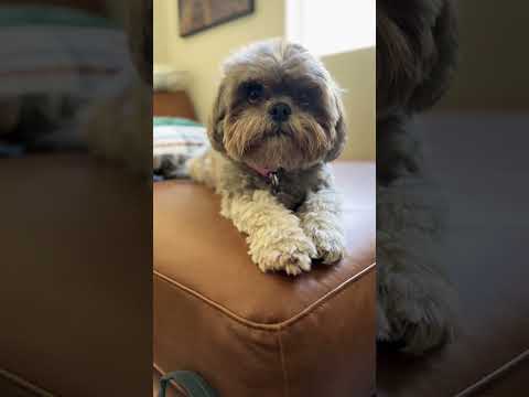 Molly patiently waiting#cuteshihtzu