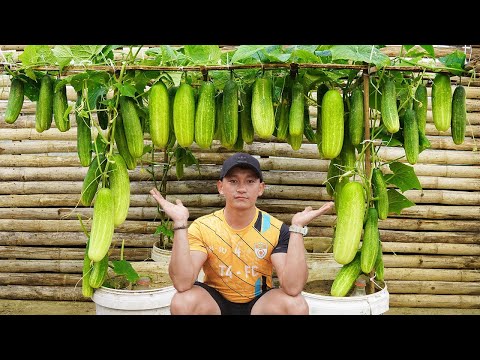 Grow Cucumbers in a Plastic Box! Maximize Space! High Yield!