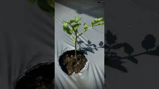 #newplant #tomatoplantcare #farmers #farming #shorts #fyp #goviral