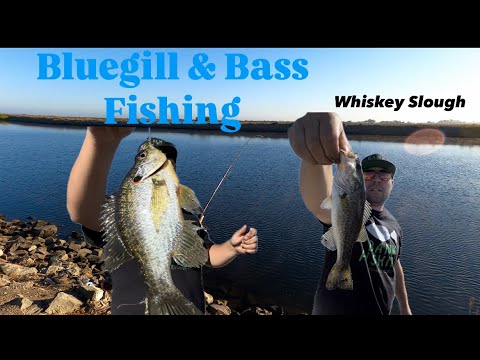 Bluegill Fishing At Whiskey Slough‼️#fishing #fun #bluegillfishing #fish #new #bankfishing #yt