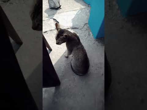 Stray cat becomes pet cat 😺😸||We saved this new cat's life by feeding her.