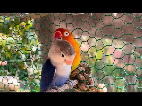 Smart lovebird Parrot | Smart Little Cute Parrot #lovebird #cute #parrot