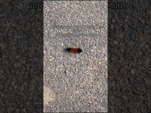 Banded Wooly Bear Becomes A Beautiful Moth