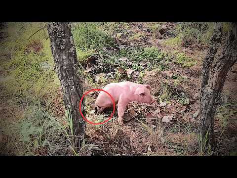 A disabled piglet, abandoned in the woods, survived with just her front legs through sheer will.