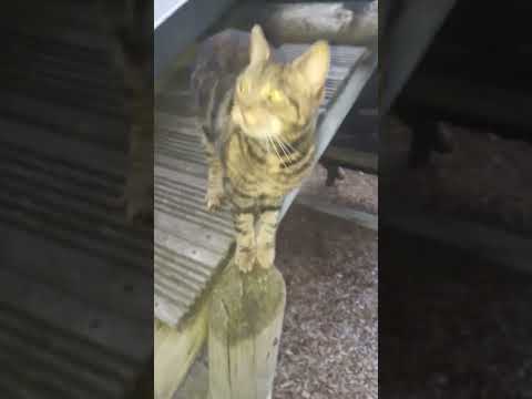 cat meows at me 9