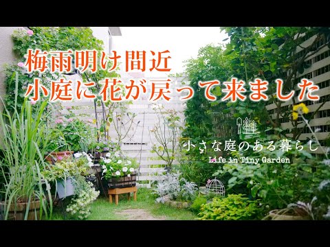 ガーデニング Vlog｜梅雨明け間近、小庭に花が戻って来ました｜ダリア、ジニアの寄せ植え〜小さな庭のある暮らし 130〜Gardening ｜ Life in a tiny garden