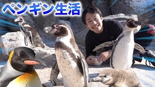 １日ペンギン共同生活したら甘えん坊だらけで可愛すぎた。