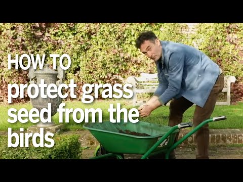 How to plant your grass seed without the birds eating it