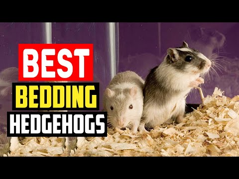 ✅Best Bedding for Hedgehogs Review 2023