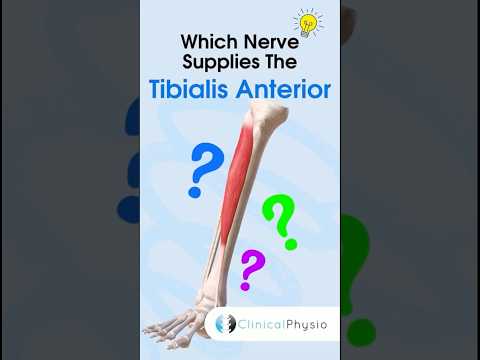 Tibialis Anterior Nerve Supply #physiotherapy #physicaltherapy #anatomy #tibialisanterior