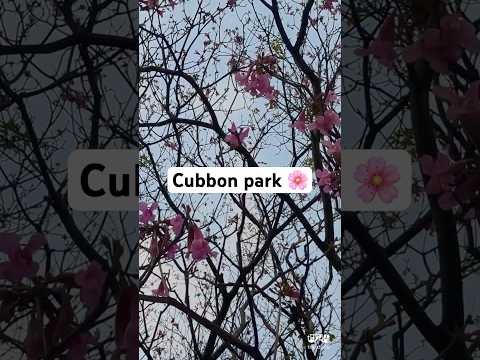 🌸Cutest Park 😳 Cubbon Park Bangalore #bangalore #travel #park #shorts