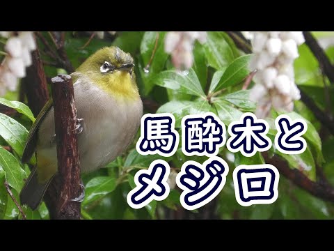 馬酔木(あせび)の花とメジロ　2024.03