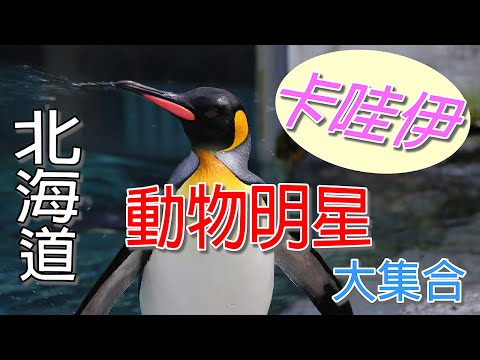 【夏日北海道自由行】旭山動物園裡不論是可愛度爆表的企鵝，還是活潑的小貓熊，或是難得一見的北極熊，都是超高人氣的動物明星。想看全北海道最萌最卡哇伊的動物明星就在這裡。