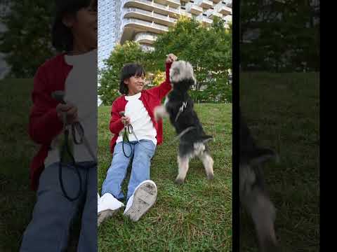 Dog short videos / cute boy giving training to dog #shorts #dog #puppy