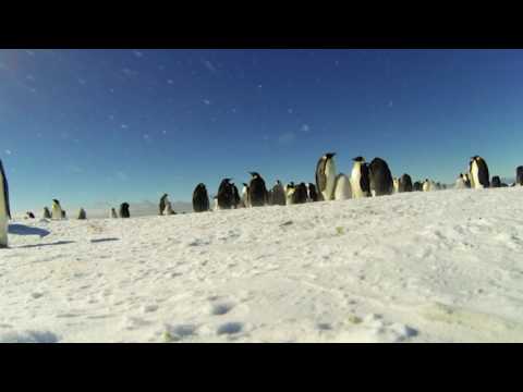 Colony of emperor penguins in Antarctica