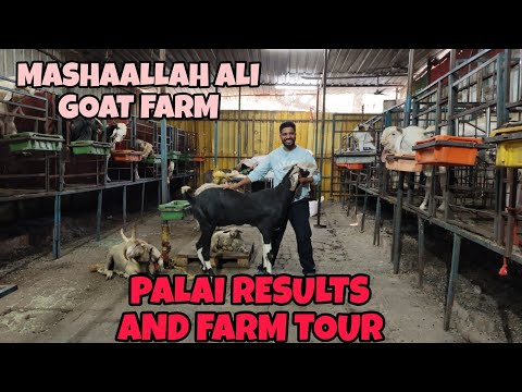 MASHAALLAH ALI GOAT FARM FULL TOUR WITH UPDATE AND PALAI RESULTS 🐐♥️