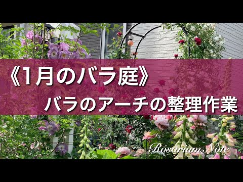 《１月のバラ庭》バラのアーチの整理作業