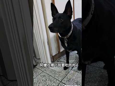 眼神一直在找阿嬤｜想吃肉肉的汪星人doge｜旺來