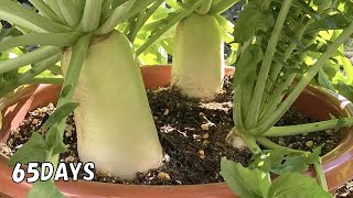 How to grow a lot of big white radishes in a planter