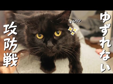 一度も怒らずに優しく育てた猫のまさかの行動が可愛すぎた　959話