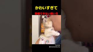 かわいすぎて我慢できない飼い主