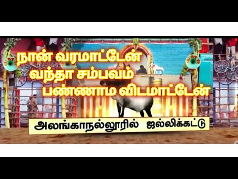 முடிந்தால் என்னை பிடிங்க ! வீரர்களுக்கு சவால் விட்ட காளை || அலங்காநல்லூர் #jallikattu