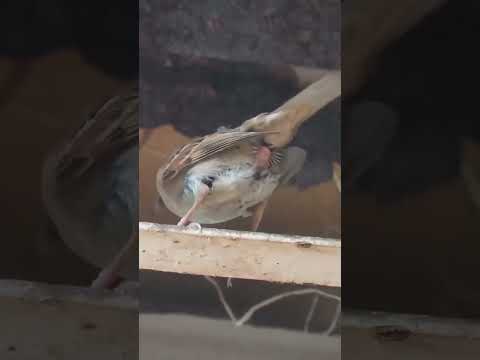 Sparrow mating 😍 #sparrow #birds #birdslover #shorts #foryou