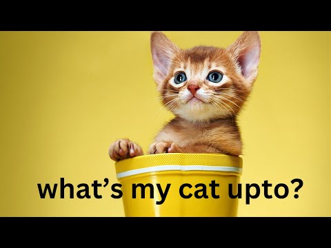 🐈Is My Cat Lost? 🐱 Find Out in This Sweet & Catchy Kids' Song! toddlers song, kids song