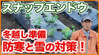 家庭菜園や農園でスナップエンドウの冬越し準備のコツ！防寒と雪の対策方法を徹底解説！【農園ライフ】