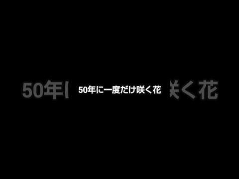 50年に一度だけ咲く花 #岡山 #リュウゼツラン