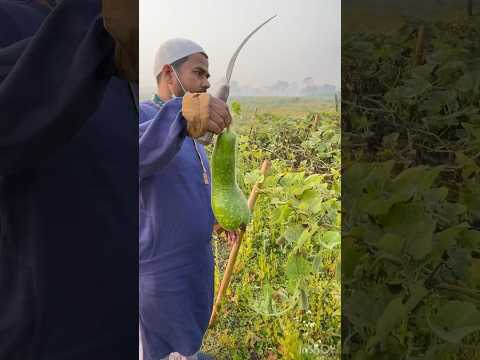 Bangladesh Villages Garden Squash Lau