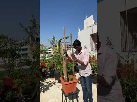 Dragon fruit plant