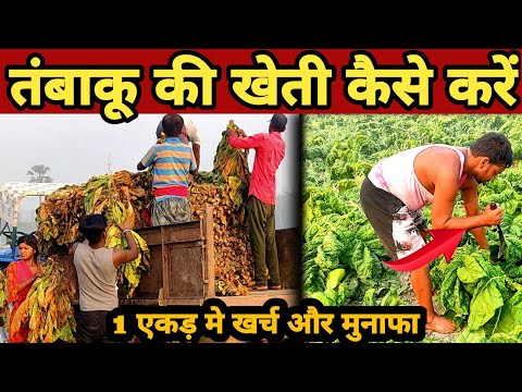 तंबाकू की खेती कैसे करते हैं | Khaini ki kheti | Tobacco farming |Tambaku katai|surti tambaku