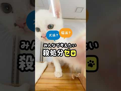 犬派も猫派も、みんなで考えたい！殺処分ゼロ #shorts