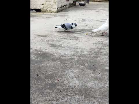 Sultanpur pigeon lovers#shorts #video 🕊#1milliona #views #sakranthispecialsarees , #motivation #🕊💯i