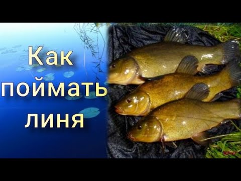 Как поймать линя. Прикормка, наживка, снасть.