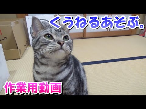 「くうねるあそぶ。」2022年夏　作業用猫動画（アメリカンショートヘア）