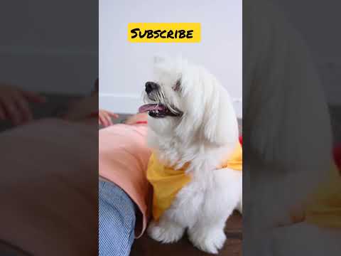 Dog short video #shorts #dog #puppy #cutedog