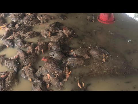 Farm recovery after super storm - Chicken farm.